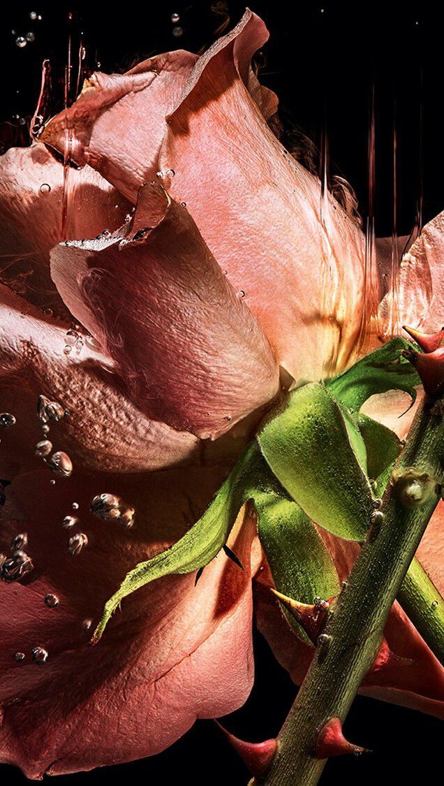 YSL LVDP Bluse Eextrait de Parfums Inhaltsstoff: luxuriose rosa Rosenblatter und dornige Stangel, die sich anmutig im Wasser zerkleinern.