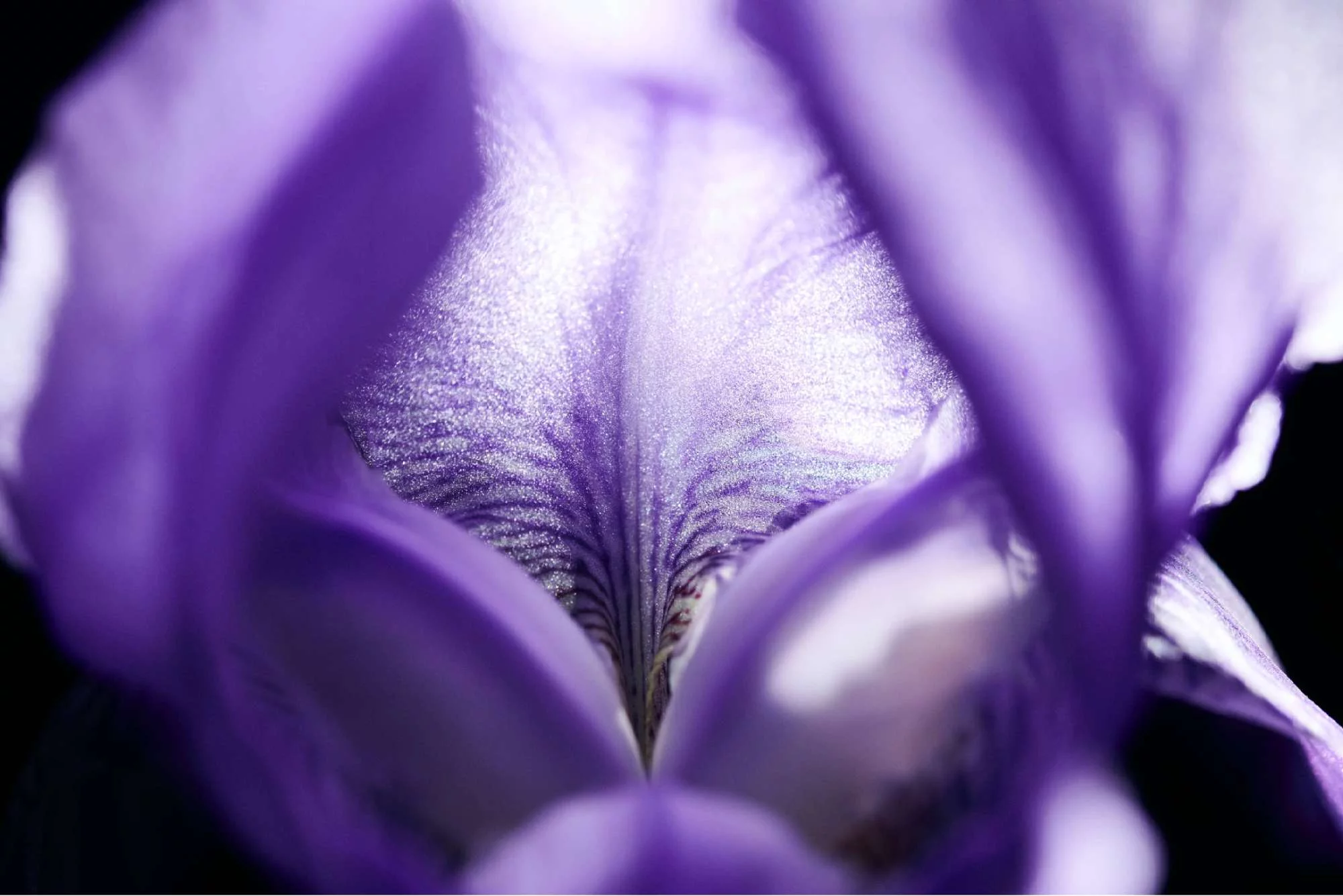 Nahaufnahme einer violetten Blute mit detaillierten Texturen und Farbverlaufen.
