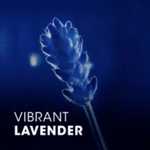 A close-up of a lavender flower against a dark blue background, with the text "Vibrant Lavender" displayed prominently.