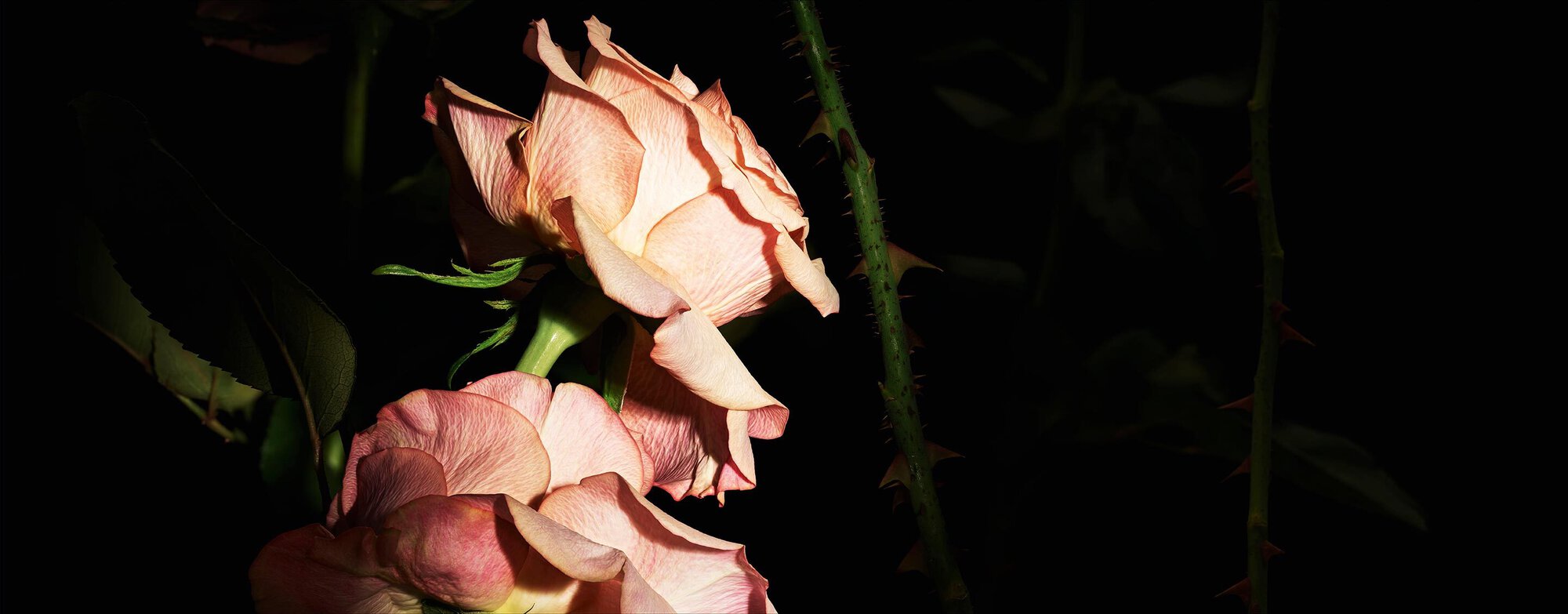 Two delicate, pale pink roses bloom against a dark background, highlighting their soft petals and intricate details, with thorny stems adding contrast.
