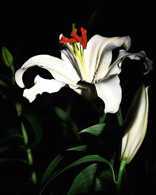 A close-up of a white lily flower illuminated against a dark background, showcasing its delicate petals and vibrant orange stamens.