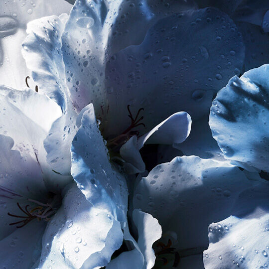 Close-up of soft blue flowers with water droplets, creating a serene and fresh appearance.