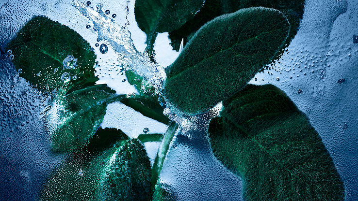 Feuilles de sauge fraîche avec de l'eau et de la glace, représentant les notes aromatiques et fraîches de YSL Y Eau de Toilette Intense Iced Cologne.