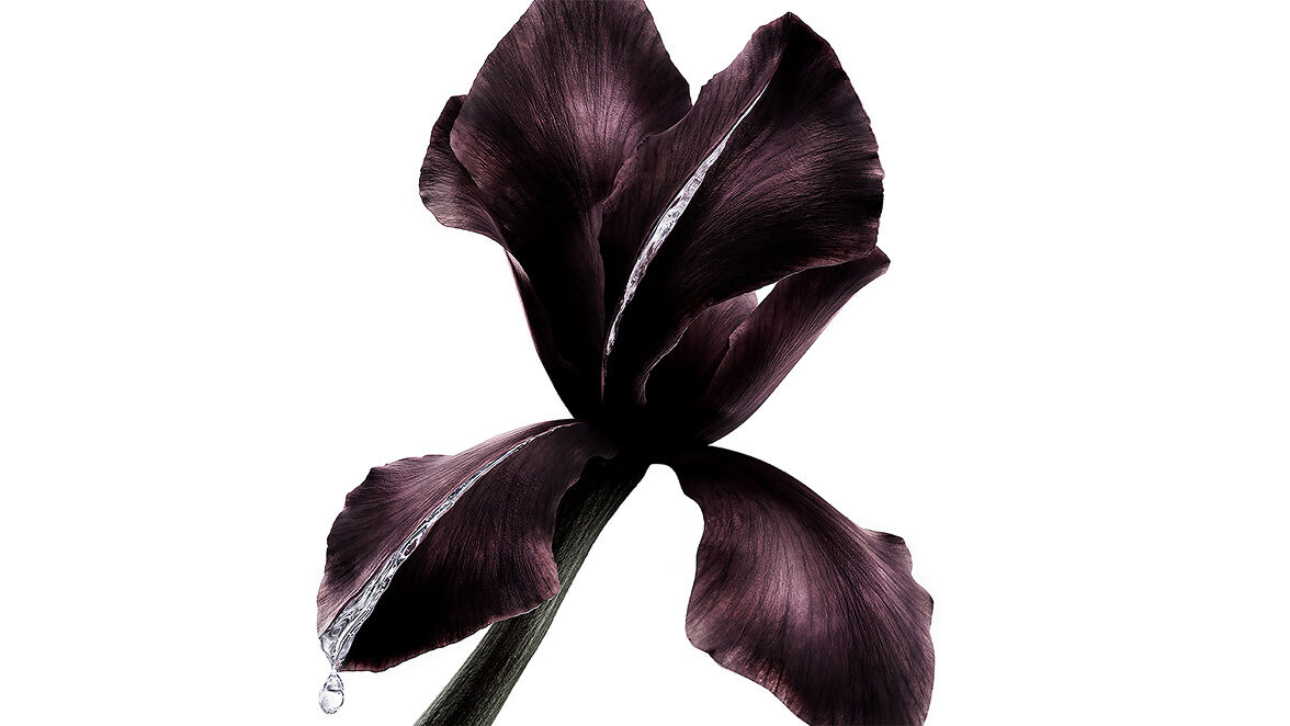 Dunkle violette Irisblüte, Schlüsselzutat in YSL Beauté Pure Shots, mit einem schimmernden Tropfen Flüssigkeit.