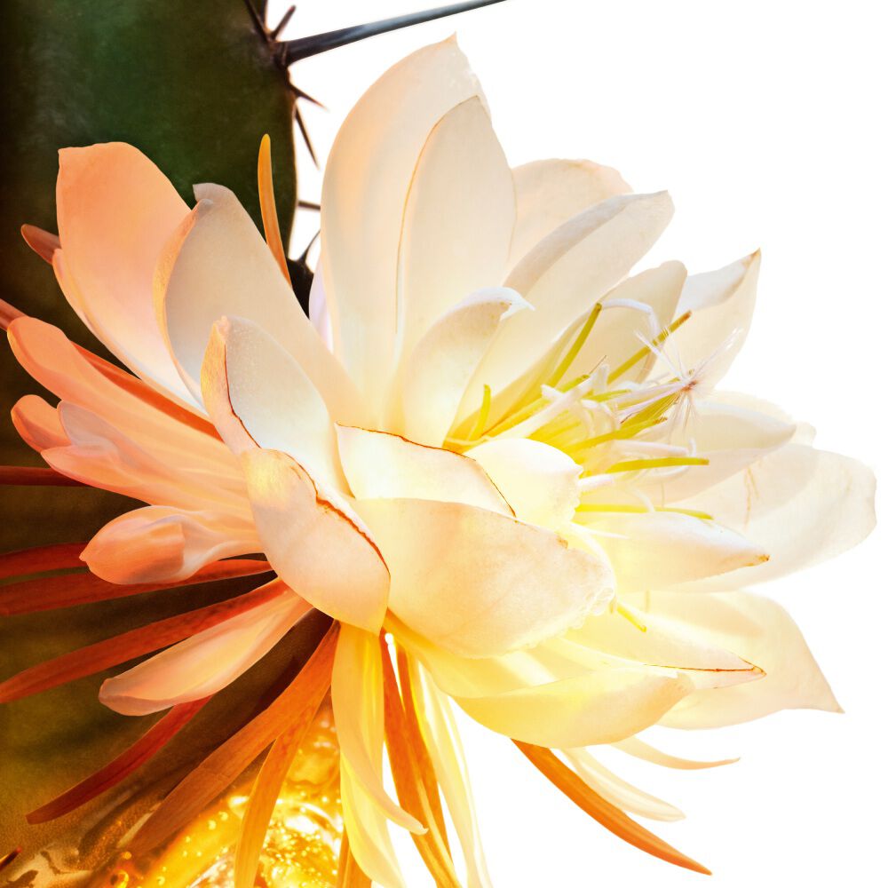Nahaufnahme einer Kaktusblüte