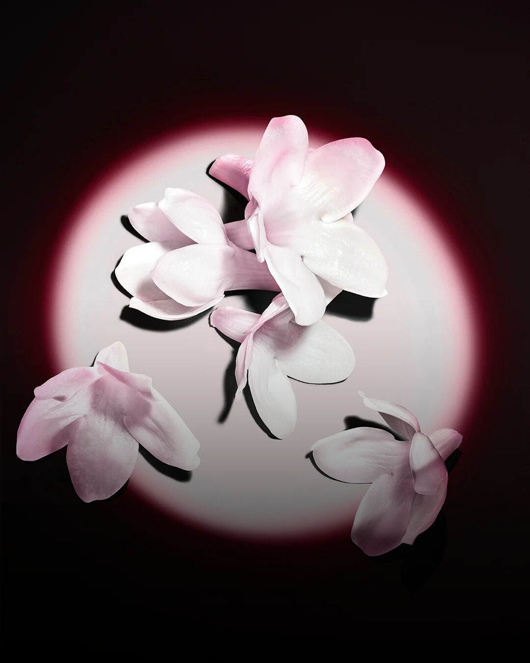 Des fleurs de jasmin blanc mises en lumière sur fond sombre, révélant les matières premières brutes du parfum.