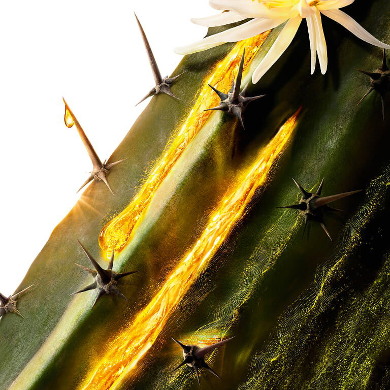 Cactus de lune YSL Pure Shots, un ingrédient clé, avec une fleur blanche et une essence dorée s'écoulant le long de la tige.